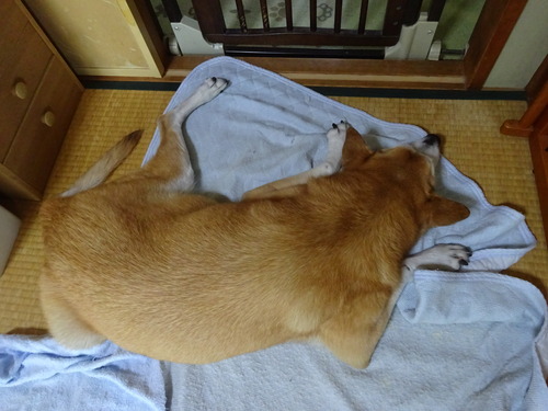 グースーピー