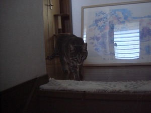 付いてくる”ななみ”