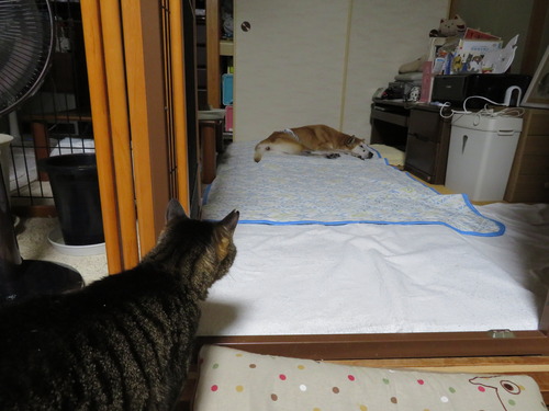 7ゲートが開いて居ても