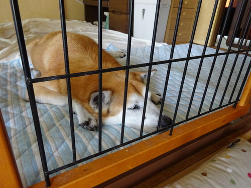 予約投稿中横に