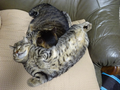 ニャか良し寝