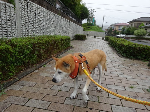 チッコをした後も