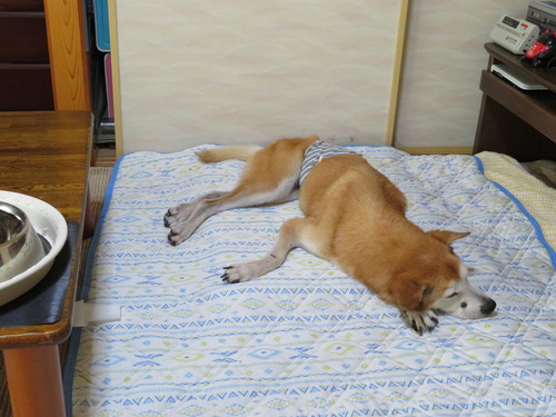 出たし、食べたしグースーピー