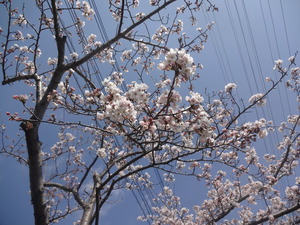 ÀĶõ¤Ë±Ç¤¨¤Þ¤¹¤Í¢ö