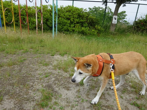 久しぶりに公園まで