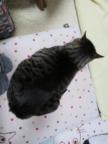 ななみは