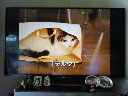 ♪なんでですのん?なんでですのん?どうしてそんな名前ですのん?