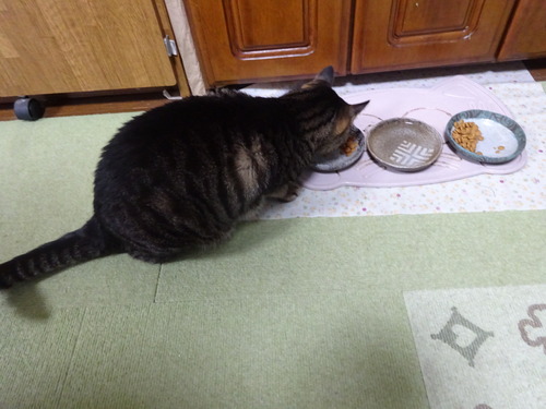 ごはんをウマウマ後