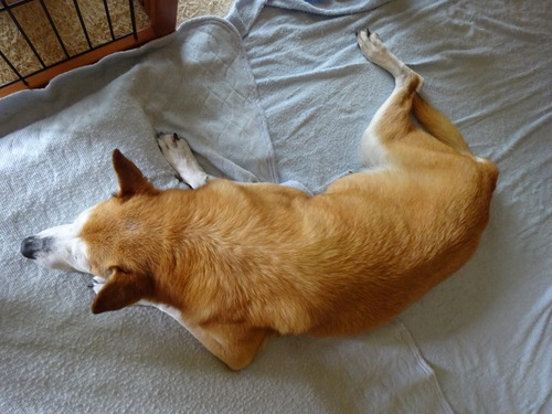 お昼寝