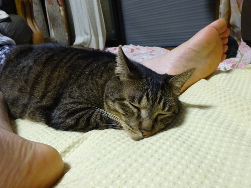 涼しいと