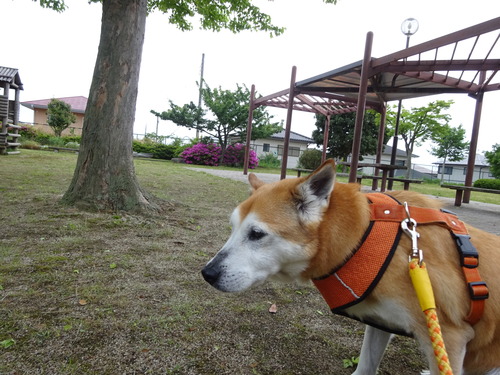 近くの公園で
