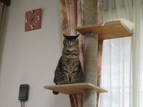キャットタワーに乗ったり