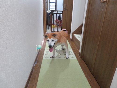 チッコから戻って来て