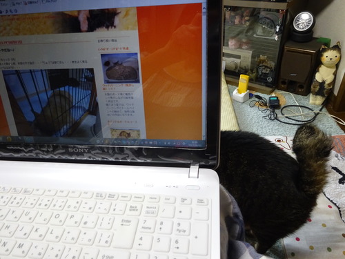 たくみも