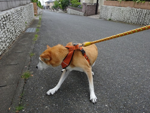 行きたくない