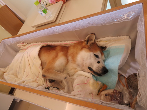 唯一のおもちゃ等