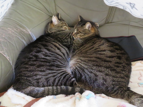 ニャか良し寝