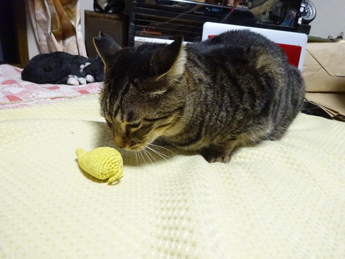 クンクン