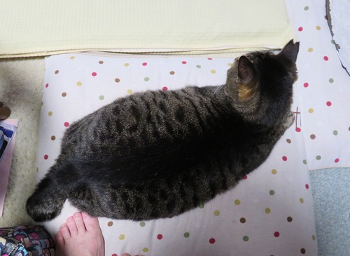お母ちゃんの足元