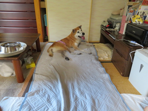 和室に