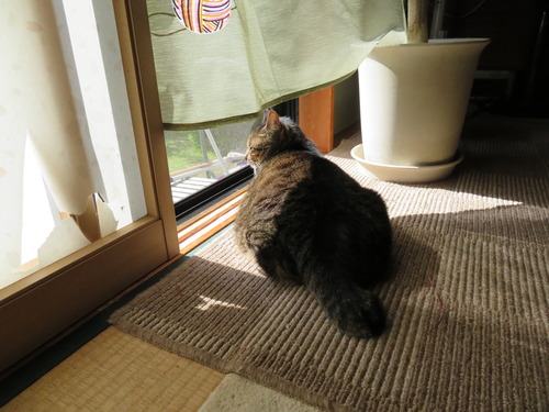 和室で