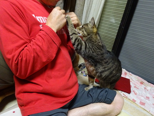 チョット頂戴