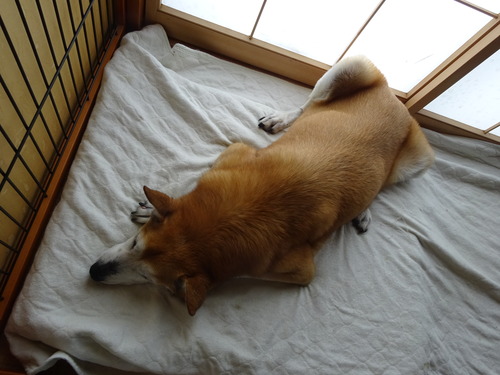 窓辺