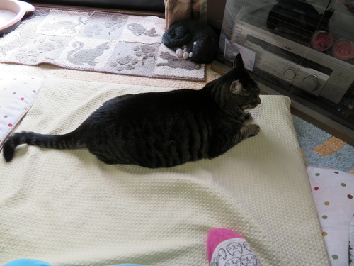 かあちゃんの傍