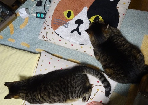 たくみも