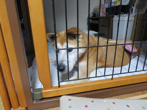 りょうも