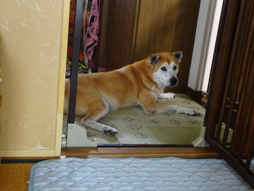 りょうは