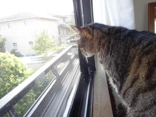 行っちゃったよ