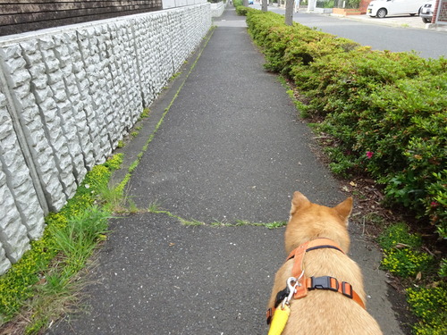 帰りは自分で