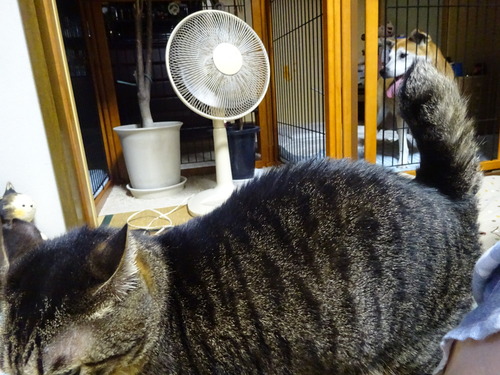 近すぎて