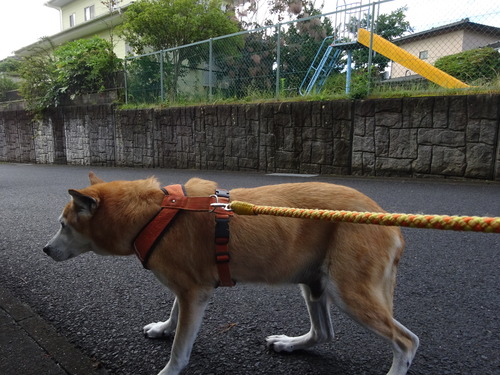 久しぶりに