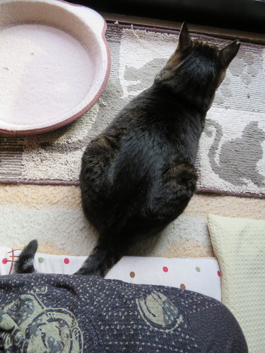 お母ちゃんの横