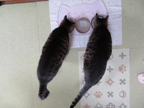 ならんで