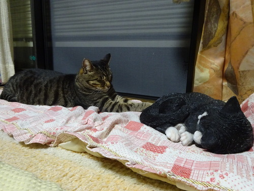 ここも