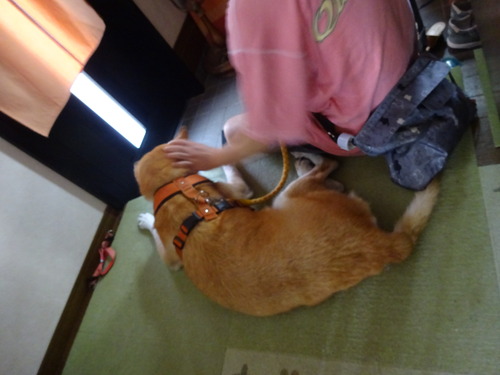 起きださな
