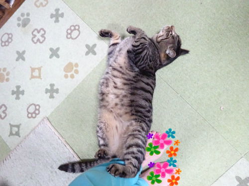 ラジオ体操
