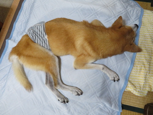 お昼を準備