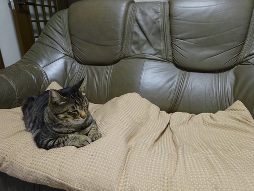 試しに退いてみました