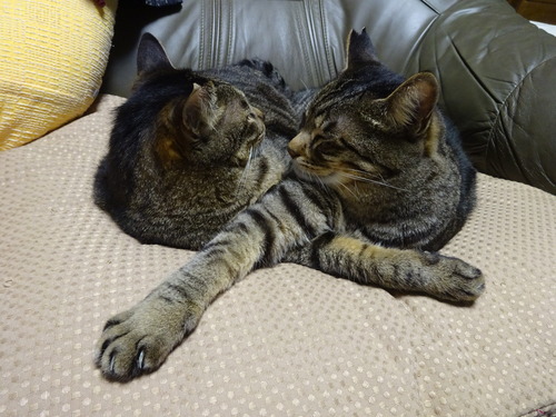 してたのに