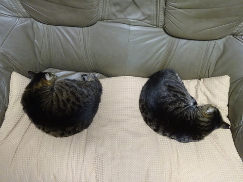 1階に下りてきて
