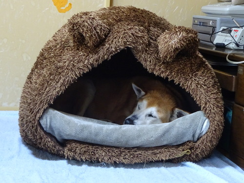 ベットの中