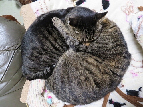 猫まんじゅう