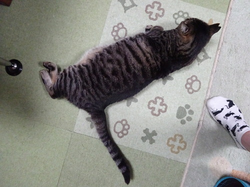 足元に