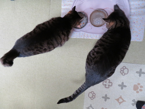 お昼のおやつ