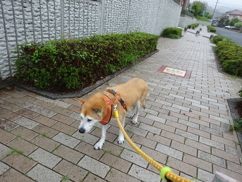 トボトボ