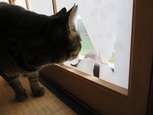 楽しんでる?